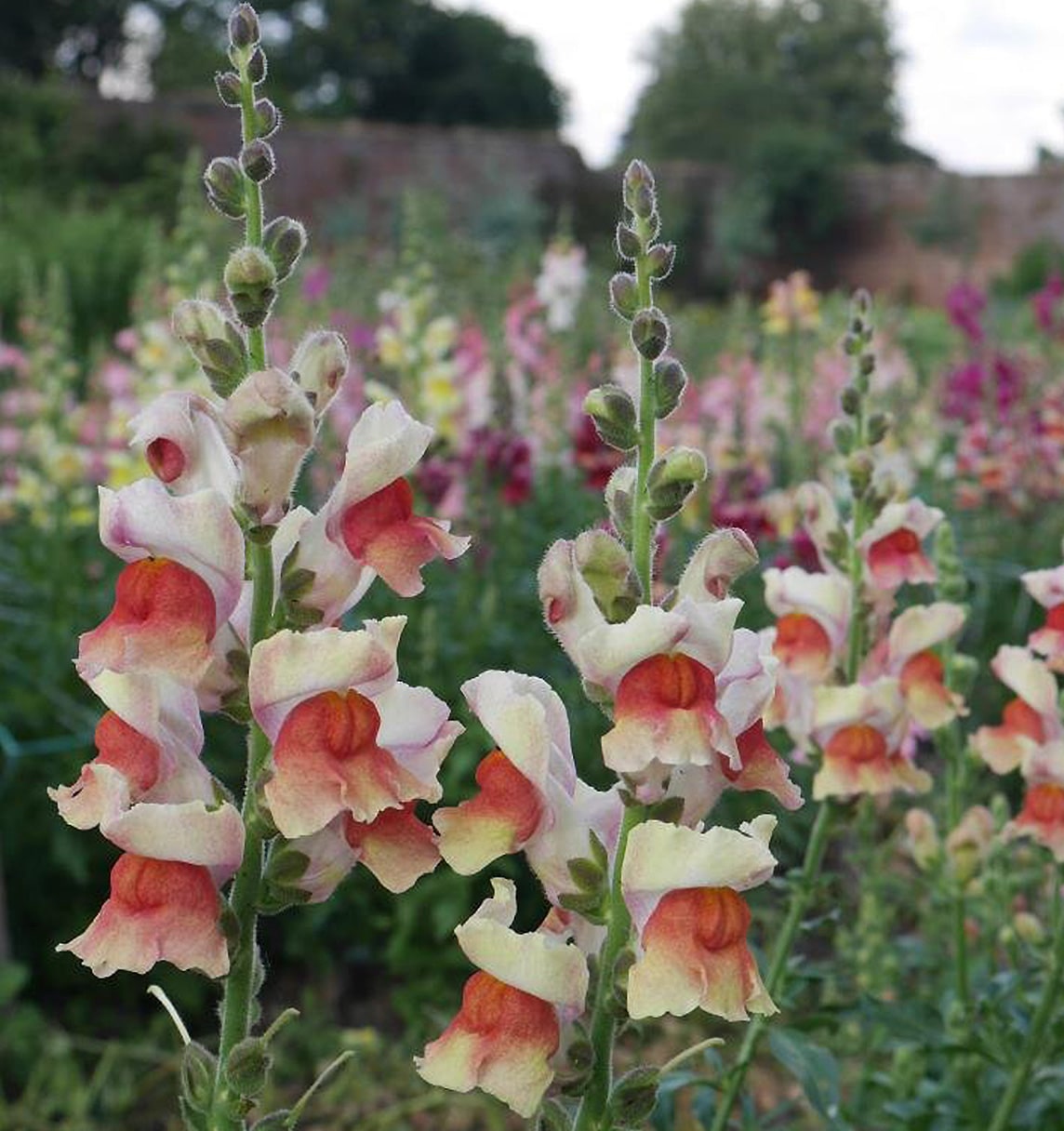 Stokesay Flowers | Smythson Stokesay Flowers | Smythson